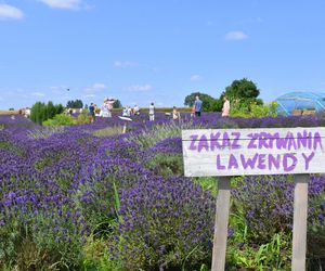 Malownicze pola lawendy o urzekającym zapachu. To nie Prowansja - takie miejsca znajdują się w Polsce