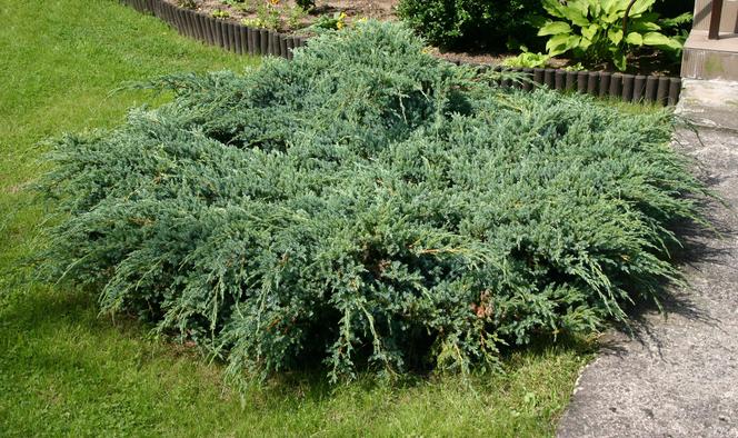 Jałowiec łuskowaty - Juniperus squamata - gdzie sadzić i jak pielęgnować?