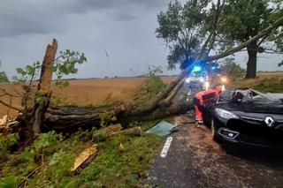 Koszmarny wypadek w powiecie świecki, Mężczyzna zginął na oczach rodziny przygnieciony konarem