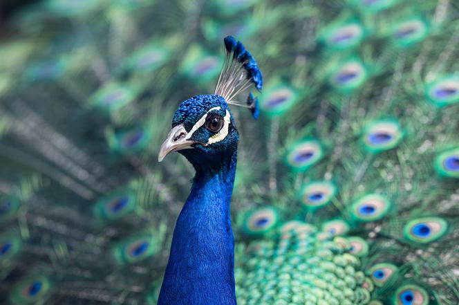 Ogród Zoologiczny w Bydgoszczy znów otwarty. Po dwóch miesiącach przerwy [AUDIO]