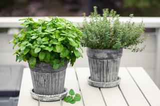 Zioła na balkonie - kiedy sadzić, jak uprawiać? W czym sadzić zioła na balkonie?