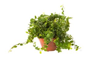 Figowiec pnący = Fikus pnący - Ficus pumila