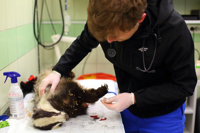 Pozszywali borsuka Karola