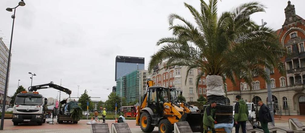 Palmy oficjalnie wróciły na katowicki Rynek. Witamy ponownie w Las Palmas de Katowice