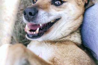 Sani czeka na nowy dom. Adoptuj psa ze schroniska w Białymstoku
