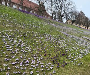 Krokusy na Wałach Chrobrego