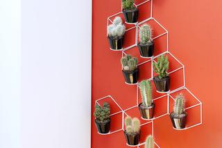 Kaktusy na ścianie