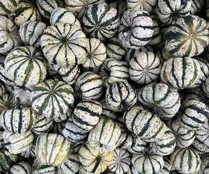 Dynia ozdobna Sweet Dumpling