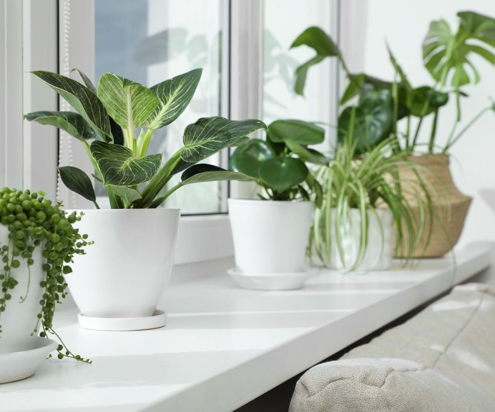  Rośliny na parapecie