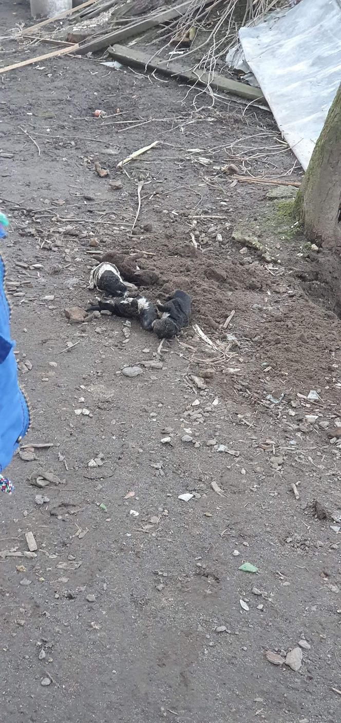 SKANDAL pod Pińczowem! 55-latka ZAKOPAŁA szczeniaki w ziemi! Jeszcze żyły?