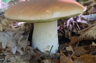 Grzyby wrzesień 2025