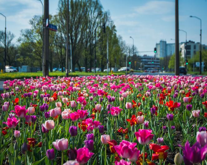 Warszawa utonęła w kolorowych tulipanach