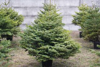 Punkt sprzedaży choinek przy ulicy Naramowickiej 