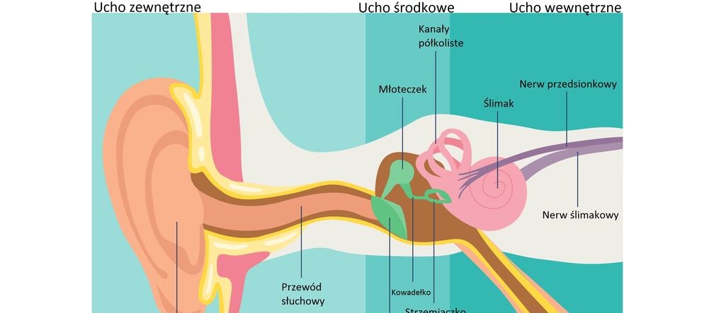 Budowa anatomiczna ucha