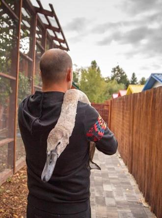 Przemyśl. Rehabilitacja łabędzia Orfeusza po złamaniu nogi [ZDJĘCIA]