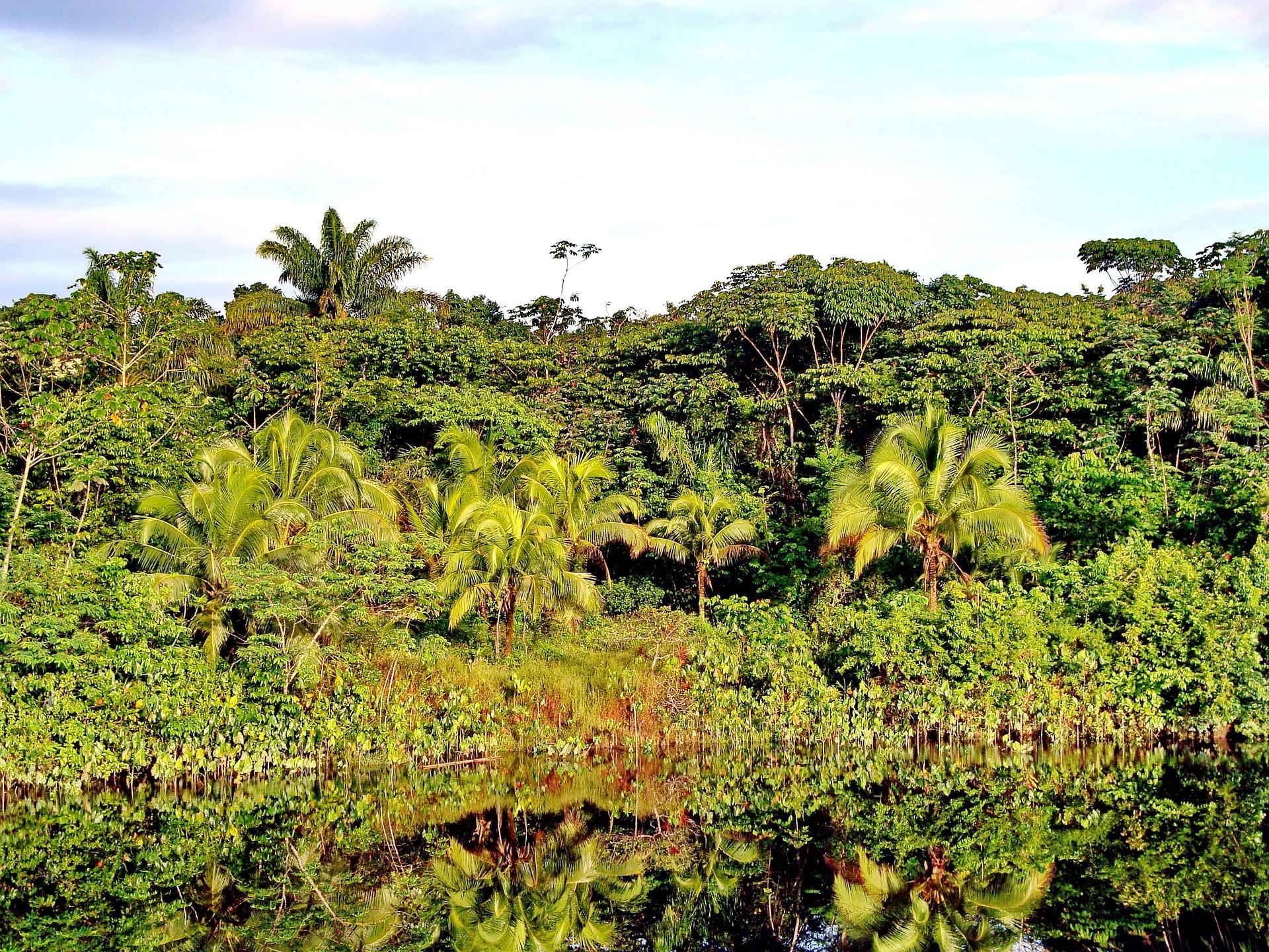 Влажные экваториальные леса климатические условия. Сельва Гайана. Гайана джунгли. Растительный мир Гайаны. Экваториальный лес.