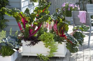 Warzywa na balkonie - co można sadzić na balkonie? Jak uprawiać warzywa na balkonie?