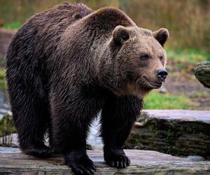 Niedźwiedź napotkany w Dolinie Zimnika. Dlaczego zimą nie śpi?!
