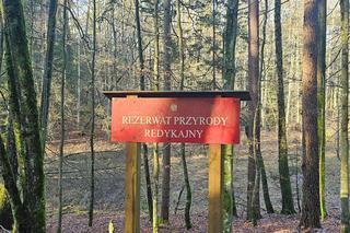 W Olsztynie są dwa takie miejsca. Zobacz, jak bajecznie prezentuje się rezerwat Redykajny!