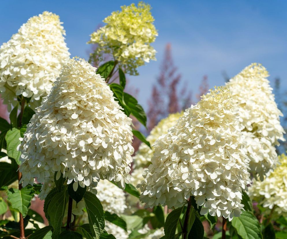 Sekret ogrodników na gigantyczne hortensje! Musisz zastosować tę mieszankę dwóch nawozów