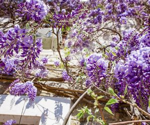 Wisteria