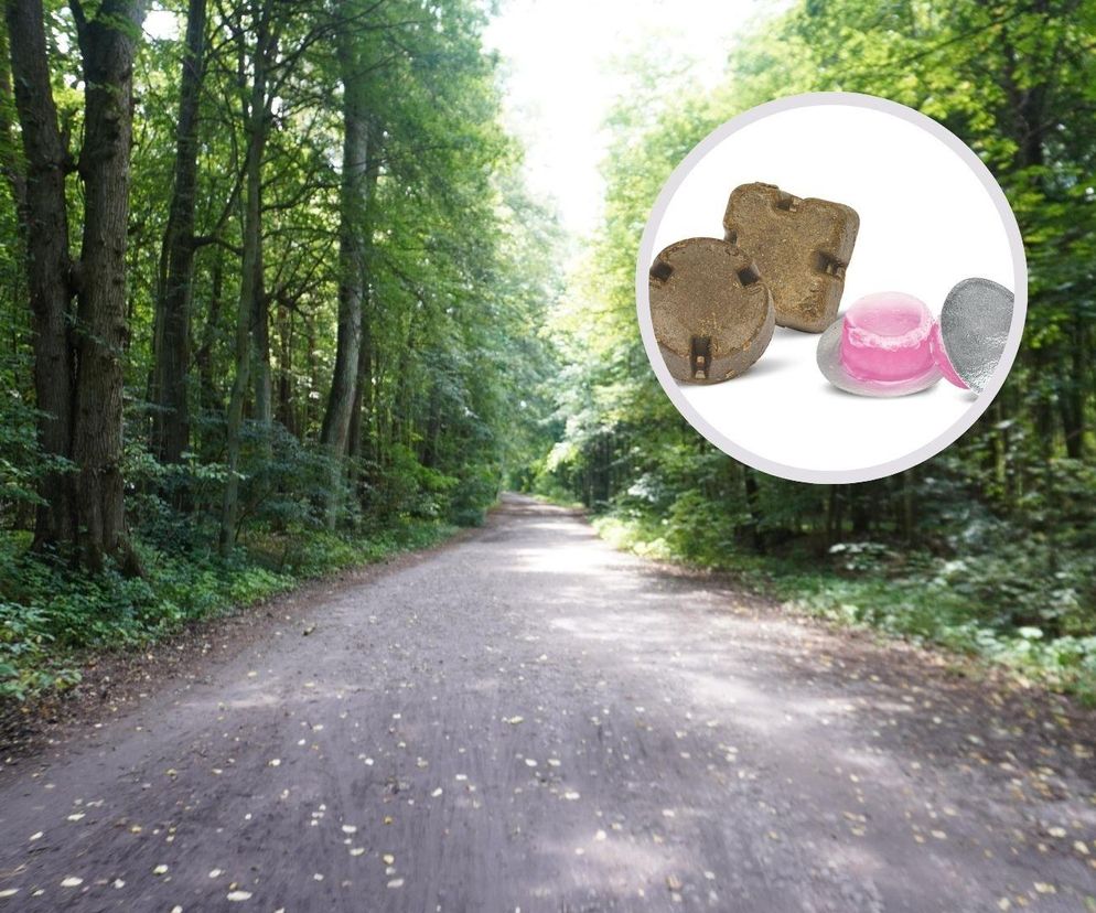 Widzisz w lesie pastylkę koloru zielono-brązowego? Bezwzględnie jej nie dotykaj