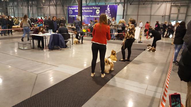 EXPO SILESIA DOG SHOW 2017