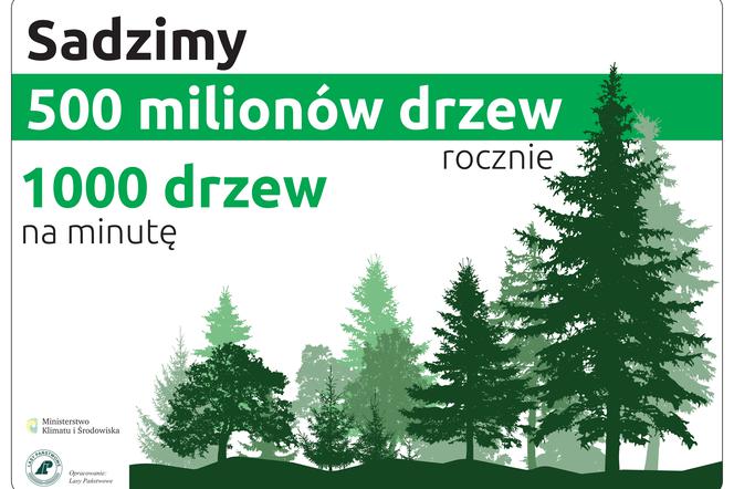 Będą nowe lasy – kupujemy tereny pod zalesianie zdjęcie otwierające