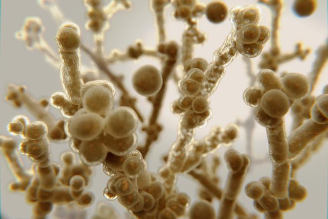 Candida albicans