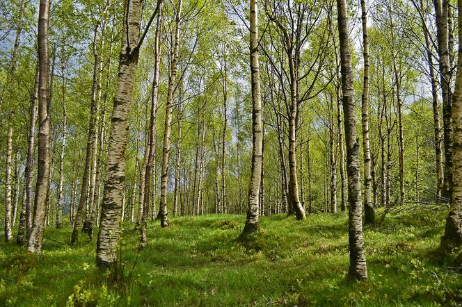 Kleszcze występują m.in. w lasach liściastych