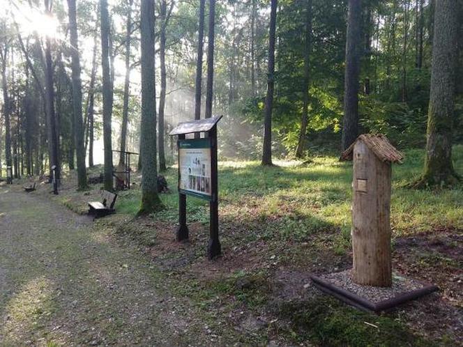 Leśne Arboretum w Kudypach. Jedno z piękniejszych miejsc na Warmii [ZDJĘCIA]