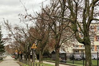 Drzewa na ulicy Socjalnej w Łodzi