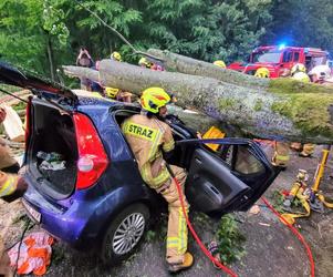 Buk zmiażdżył auto