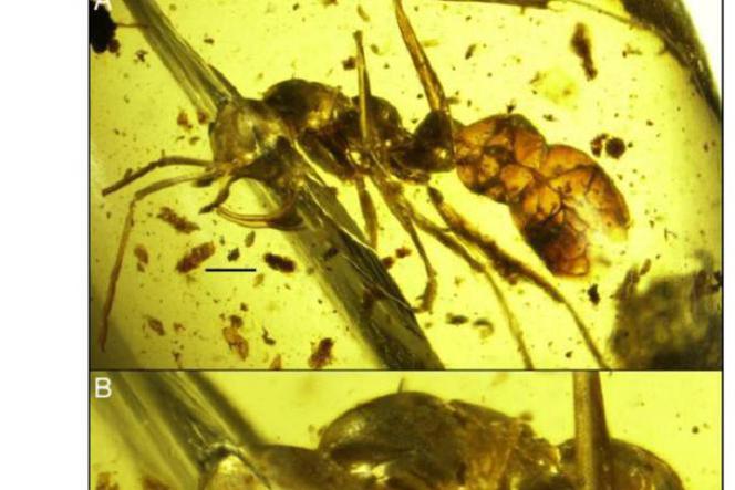 Mrówka z piekła - naukowcy odkryli mrówkę wampira z metalowymi kolcami 