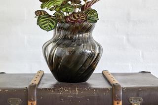 Kalatea Makoya (Calathea makoyana)