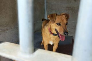 ​Śmieciarki ze zdjęciami psów wyjechały na ulice Leszna. Ruszyła akcja „Czysta Miłość”