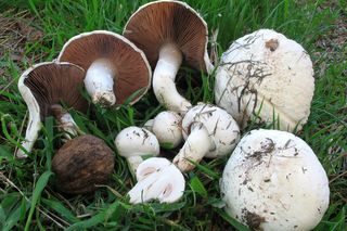 Jakie grzyby zbierać w maju w Małopolsce? Sprawdź, zanim wybierzesz się na grzybobranie!