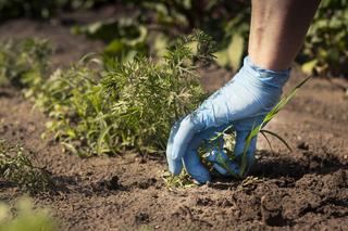 Odchwaszczanie ogrodu