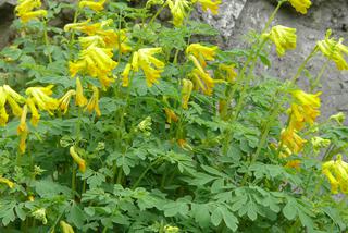 Kokorycz żółta - Corydalis lutea