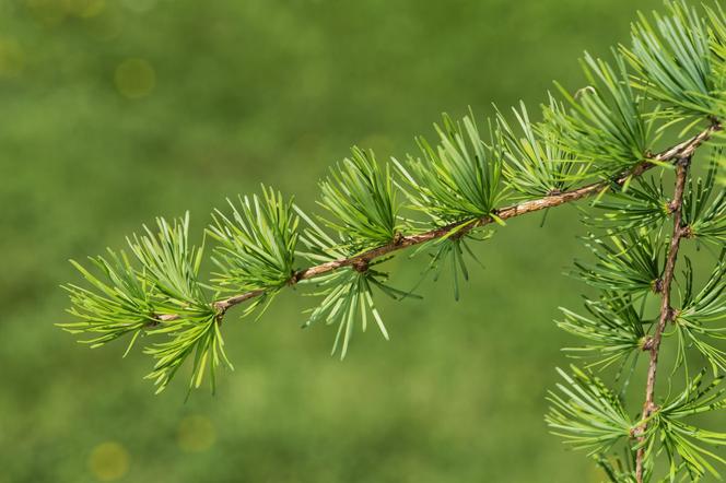 Modrzew dahurski - Larix gmelinii