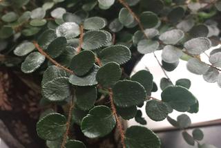 Ciemnotka okrągłolistna - Pellaea rotundifolia