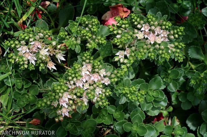 Rozchodnik kaukaski - Sedum spurium