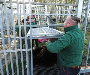 Z piekła do azylu! Uratowana niedźwiedzica Poca zaczyna nowe życie w Poznaniu