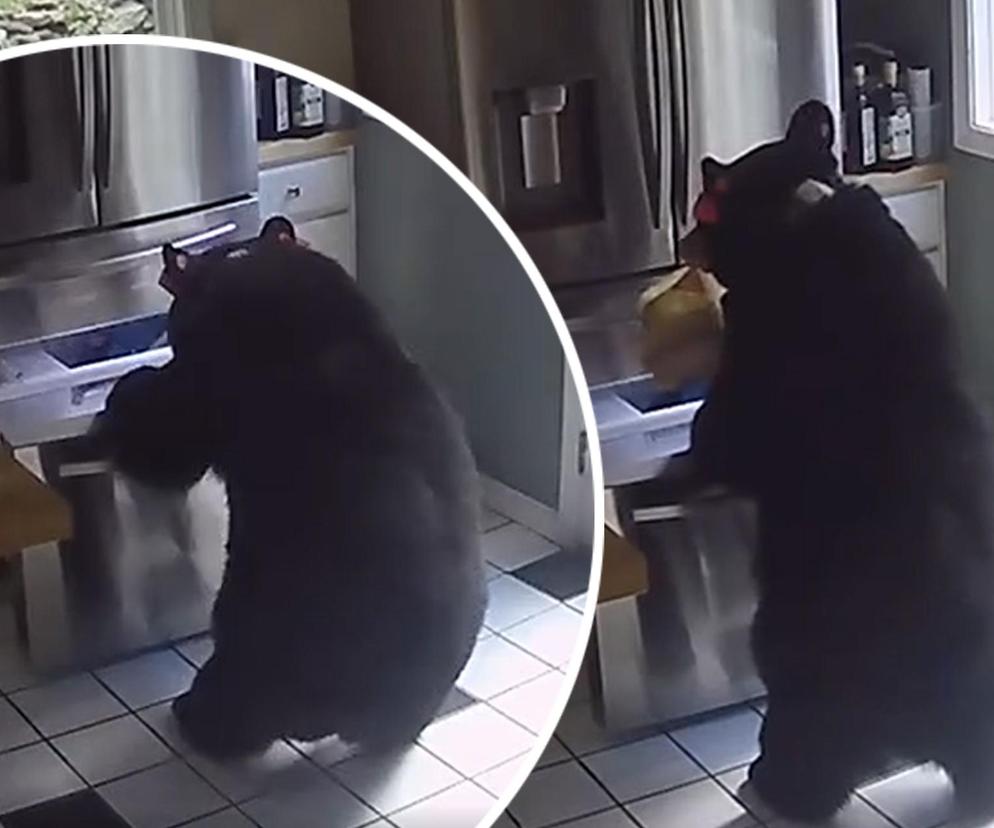 Niedźwiedź włamał się do domu i ukradł jedną rzecz!