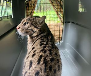 Taraje urodziły się w toruńskim zoo. Fenomen na skalę światową