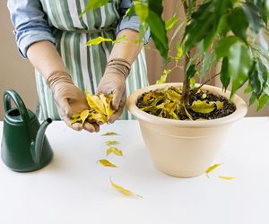 Fikus benjamina gubi liście na wiosnę? Podlej go tym, a wstąpią w niego nowe siły