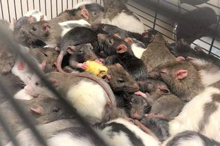 130 szczurów przechwyconych z hodowli