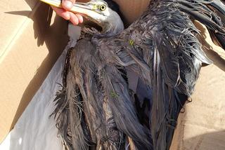 Wycieńczona czapla znalazła się w pułapce. Ptakowi pomogli policyjni wodniacy ze Szczecina