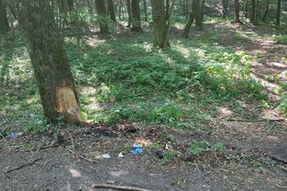 Afrykańskie upały zabiły Zenona?