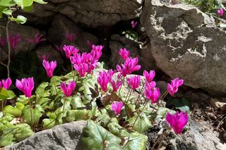 Te gatunki cyklamenów można sadzić w ogrodzie